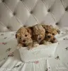 Мальтипу щенки - Вся Беларусь - 257833 - Доска объявлений Kupika.by - Фото 3
