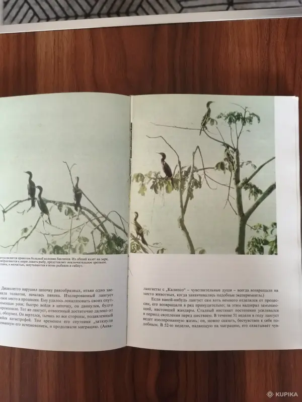 Книга. Ж. И. Кусто. " Сюрпризы моря ". - Вся Беларусь - 254876 - Доска объявлений Kupika.by - Фото 6