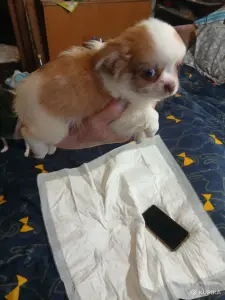 Чихуахуа