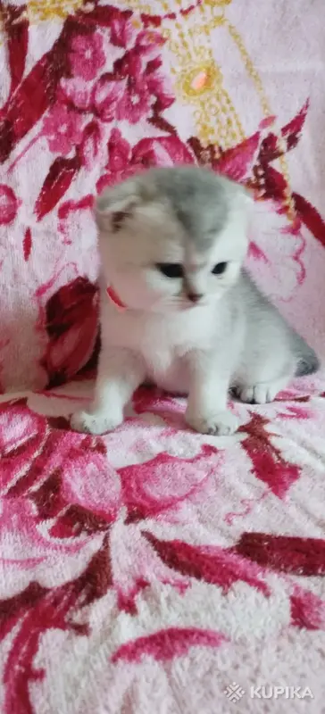 Продажа шотландских котят - Вся Беларусь - 253689 - Доска объявлений Kupika.by - Фото 5