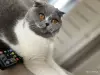 Кошки - Шотландский котенок - Вся Беларусь - Фото 4 Шотландский котенок - Вся Беларусь - 256286 - Доска объявлений Kupika.by - Фото 4