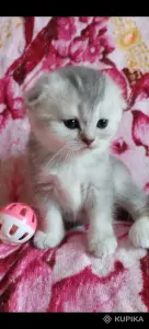 Продажа шотландских котят