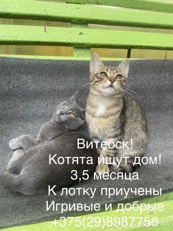 Кошки - Котята в дар - Вся Беларусь Котята в дар - Вся Беларусь - 253508 - Доска объявлений Kupika.by