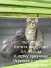 Кошки - Котята в дар - Вся Беларусь Котята в дар - Вся Беларусь - 253508 - Доска объявлений Kupika.by
