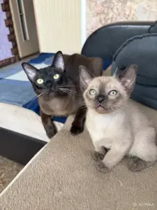 Котята Бурмы