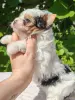 Бивер девочка мини - Вся Беларусь - 255389 - Доска объявлений Kupika.by - Фото 2