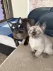 Кошки - Котенок бурма - Вся Беларусь Котенок бурма - Вся Беларусь - 255279 - Доска объявлений Kupika.by