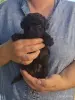 Собаки - Щенки мальтипу девочки - Вся Беларусь - Фото 2 Щенки мальтипу девочки - Вся Беларусь - 255456 - Доска объявлений Kupika.by - Фото 2