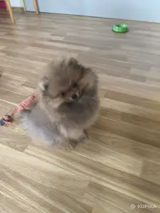 Мальчик померанский шпиц