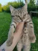 Котята - Столин - 251571 - Доска объявлений Kupika.by