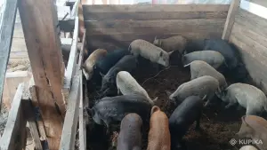 Поросята кармалы