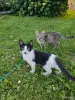 Котята - Столин - 251571 - Доска объявлений Kupika.by - Фото 3