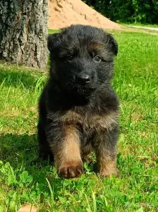 Щенки немецкой овчарки длинношерстные