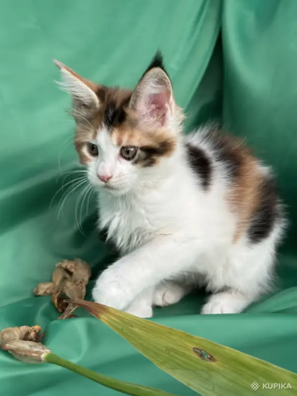 Кошки - Мейн-Кун котенок - Вся Беларусь - Фото 7 Мейн-Кун котенок - Вся Беларусь - 255733 - Доска объявлений Kupika.by - Фото 7