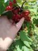Продукты питания - Поречка - Вся Беларусь - Фото 2 Поречка - Вся Беларусь - 255405 - Доска объявлений Kupika.by - Фото 2