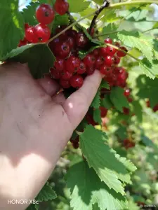 Поречка