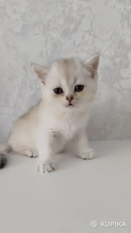 Кошки - Котята шотландские - Вся Беларусь - Фото 6 Котята шотландские - Вся Беларусь - 254364 - Доска объявлений Kupika.by - Фото 6
