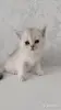 Кошки - Котята шотландские - Вся Беларусь - Фото 6 Котята шотландские - Вся Беларусь - 254364 - Доска объявлений Kupika.by - Фото 6