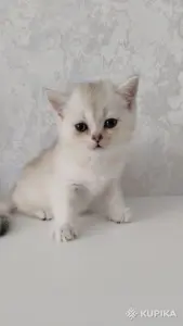 Котята шотландские