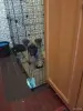 Немецкая овчарка - Вся Беларусь - 256472 - Доска объявлений Kupika.by - Фото 4