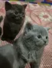 Кошки - Котята Британцы / Шотландцы - Вся Беларусь - Фото 3 Котята Британцы / Шотландцы - Вся Беларусь - 255030 - Доска объявлений Kupika.by - Фото 3
