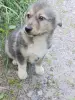 Щенки - Вся Беларусь - 255919 - Доска объявлений Kupika.by - Фото 10