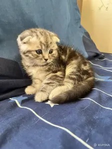 Шотландский вислоухий мальчик