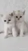 Кошки - Котята шотландские - Вся Беларусь - Фото 7 Котята шотландские - Вся Беларусь - 254364 - Доска объявлений Kupika.by - Фото 7