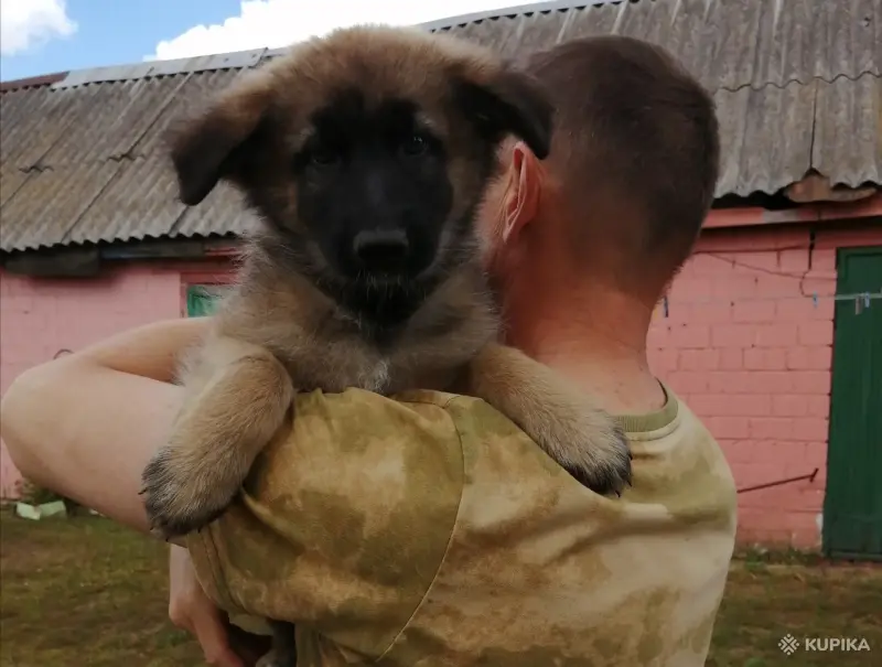 Щенки немецкой овчарки - Вся Беларусь - 253935 - Доска объявлений Kupika.by - Фото 4
