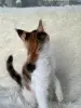 Мейн-Кун - Вся Беларусь - 257582 - Доска объявлений Kupika.by - Фото 8