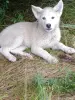 Щенки - Вся Беларусь - 254722 - Доска объявлений Kupika.by - Фото 3