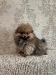 Щенок померанского шпица