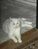 Кот Барсик даром - Вся Беларусь - 256173 - Доска объявлений Kupika.by - Фото 2