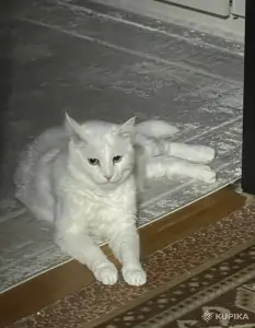 Кот Барсик даром