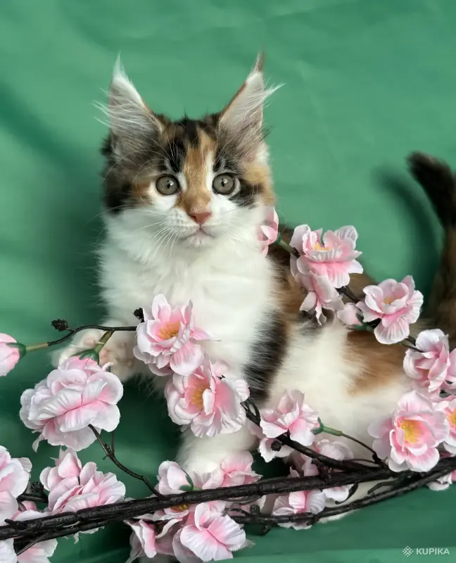 Кошки - Котята мейн-кун - Вся Беларусь - Фото 12 Котята мейн-кун - Вся Беларусь - 253681 - Доска объявлений Kupika.by - Фото 12