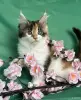 Кошки - Котята мейн-кун - Вся Беларусь - Фото 12 Котята мейн-кун - Вся Беларусь - 253681 - Доска объявлений Kupika.by - Фото 12
