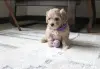Мальтипу - Шклов - 257546 - Доска объявлений Kupika.by - Фото 2