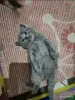 Кошки - Котята Британцы / Шотландцы - Вся Беларусь - Фото 2 Котята Британцы / Шотландцы - Вся Беларусь - 255030 - Доска объявлений Kupika.by - Фото 2