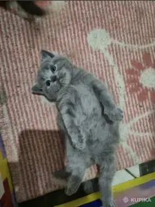 Котята Британцы / Шотландцы