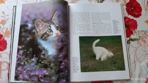 Маркус Шнек. "Котята". Фотоиллюстрации.