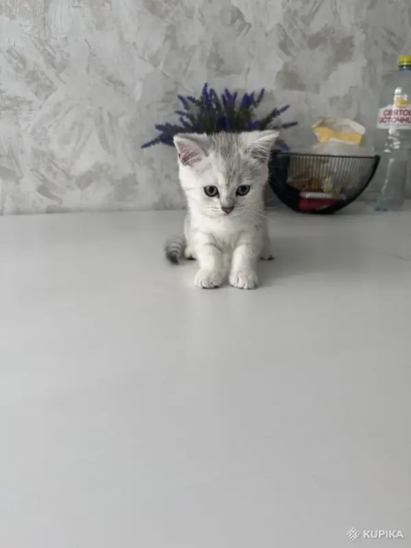 Шотландский Котенок - Воропаево - 249884 - Доска объявлений Kupika.by - Фото 8