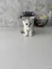 Шотландский Котенок - Воропаево - 249884 - Доска объявлений Kupika.by - Фото 8