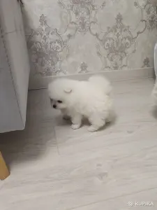 Мальчики белого померанского шпица
