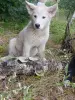 Щенки - Вся Беларусь - 254722 - Доска объявлений Kupika.by - Фото 2