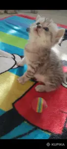 Продажа шотландских котят