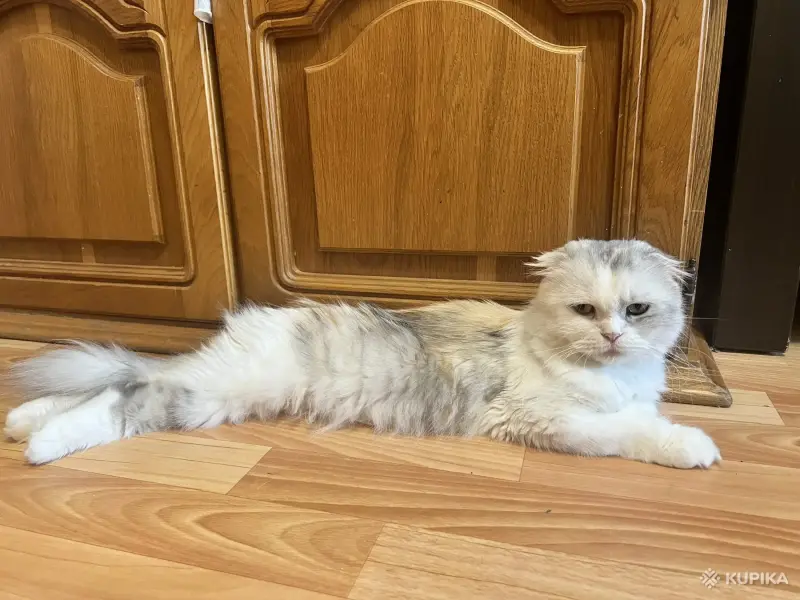 Кошки - Шотландский вислоухий мальчик - Вся Беларусь - Фото 7 Шотландский вислоухий мальчик - Вся Беларусь - 255750 - Доска объявлений Kupika.by - Фото 7