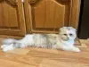Кошки - Шотландский вислоухий мальчик - Вся Беларусь - Фото 7 Шотландский вислоухий мальчик - Вся Беларусь - 255750 - Доска объявлений Kupika.by - Фото 7