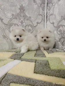Щенки белого померанского шпица