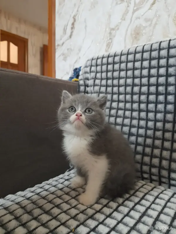 Шотландский котенок