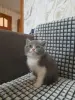 Кошки - Шотландский котенок - Вся Беларусь Шотландский котенок - Вся Беларусь - 256286 - Доска объявлений Kupika.by